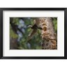 Gary Luhm / Danita Delimont - Female Pileated Woodpecker Flies From Nest In Alder Snag (R1005187-AEAEAGOFDM)