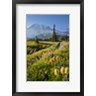 Gary Luhm / Danita Delimont - Paradise Area Landscape Of Mt Rainier National Park (R1005190-AEAEAGOFDM)