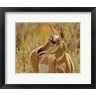 Michel Hersen / Danita Delimont - Close-Up Of A Pronghorn (R1005322-AEAEAGOFDM)