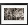 Lori Deiter - Snowy Trees (R1029848-AEAEAGOFDM)
