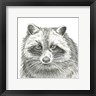 Kelsey Wilson - Watercolor Pencil Forest VI-Raccoon (R1080465-AEAEAGOEDM)