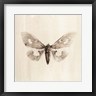 Incado - Sepia Moth (R1083684-AEAEAGOFDM)