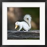 Pixelmated Animals - Duckbilled Squirrel (R1088660-AEAEAGOFDM)