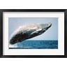 Humpback Whale Breaching (R696731-AEAEAGOFLM)