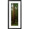 Panoramic Images - Giant Redwood Trees Ave of the Giants Redwood National Park Northern CA (R751392-AEAEAGOFDM)