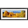 Panoramic Images - Fall Aspen Trees Telluride CO (R759866-AEAEAGOFDM)