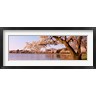 Panoramic Images - Cherry blossom tree along a lake, Potomac Park, Washington DC, USA (R760796-AEAEAGOFDM)