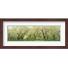 Panoramic Images - Rows Of Cherry Tress In An Orchard, Minnesota, USA (R760831-AEAEAGLFGM)