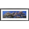 Panoramic Images - Top of a Cherry blossom, St. James's Park, London, England (R777212-AEAEAGOFDM)