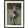 Adam Jones / Danita Delimont - Zebra, Maasai Mara, Kenya (R788983-AEAEAGOFDM)