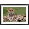 Adam Jones / Danita Delimont - Cheetah resting, Maasai Mara, Kenya (R788987-AEAEAGOFDM)