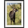 Adam Jones / Danita Delimont - Common Waterbuck wildlife, Maasai Mara, Kenya (R788995-AEAEAGOFDM)