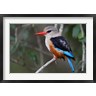 Adam Jones / Danita Delimont - Grey-headed Kingfisher bird, Maasai Mara, Kenya (R789013-AEAEAGOFDM)