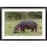 Adam Jones / Danita Delimont - Hippopotamus near riverside, Maasai Mara, Kenya (R789017-AEAEAGOFDM)