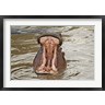 Adam Jones / Danita Delimont - Hippopotamus threat, Mara River, Maasai Mara, Kenya (R789018-AEAEAGOFDM)