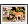 Martin Zwick / Danita Delimont - Ethiopian Wolf with cubs, Bale Mountains Park, Ethiopia (R789596-AEAEAGOFDM)