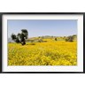 Martin Zwick / Danita Delimont - Flower Field, Niger seed, Semien Mountains, Ethiopia (R789606-AEAEAGOFDM)