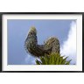 Martin Zwick / Danita Delimont - Giant Lobelia flora of the Rwenzoris, Uganda (R789616-AEAEAGOFDM)