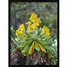 Martin Zwick / Danita Delimont - Giant Groundsel in the Mount Kenya National Park, Kenya (R789673-AEAAAAHAGE)