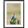 Martin Zwick / Danita Delimont - Lilac-breasted Roller sitting on a bush in the Maasai Mara, Kenya (R790364-AEAEAGOFDM)