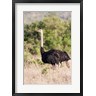 Martin Zwick / Danita Delimont - Maasai Ostrich, Tsavo-West National Park, Kenya (R790365-AEAEAGOFDM)