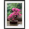 Charles Crust / Danita Delimont - Spring Blossoms cover Bonsai, The Chi Lin Buddhist Nunnery, Hong Kong, China (R791672-AEAEAGOFDM)