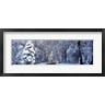 Panoramic Images - Road passing through Snowy Forest in Winter, Yosemite National Park, California (R938391-AEAEAGOFDM)