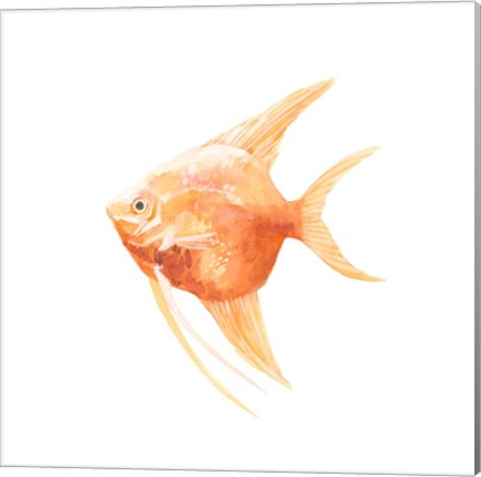 Framed Discus Fish III Print