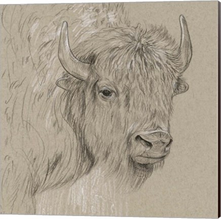 Framed Bison Sketch I Print