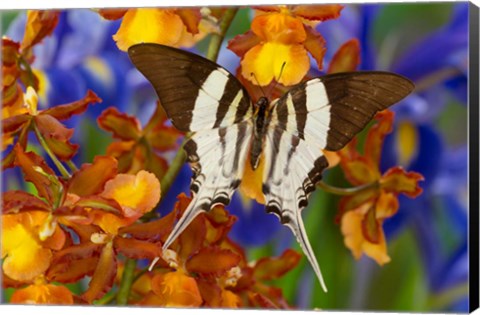 Framed Graphium Dorcus Butongensis Or The Tabitha&#39;s Swordtail Butterfly Print