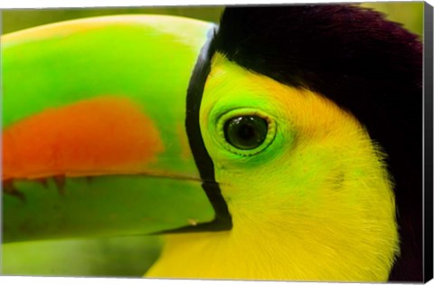 Framed Keel-Billed Toucan, Belize City, Belize Print