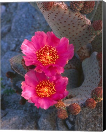 Framed Cactus Flowers In Spring Print