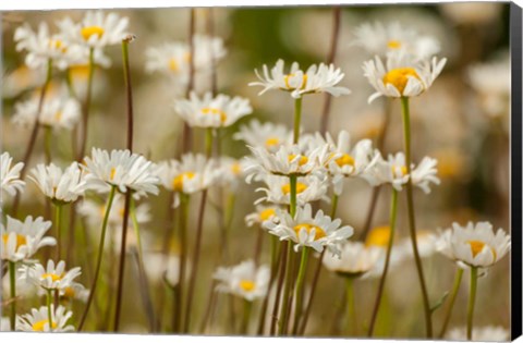 Framed Oxeye Daisies, Colorado Print