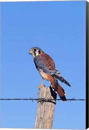 Framed American Kestrel Print