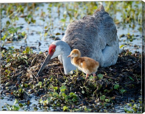 Framed Sandhill Crane Waiting On Second Egg To Hatch, Florida Print