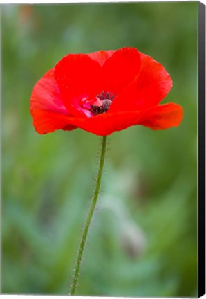 Framed Red Poppy, Cantigny Park, Wheaton, Illinois Print