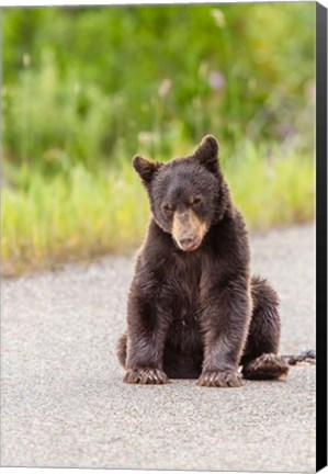 Framed Bear Cub On Camas Road Print