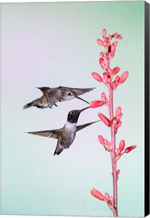 Framed Two Black-Chinned Hummingbirds Feeding Print