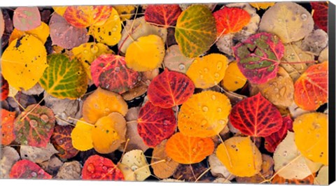 Framed Autumn Aspen Leaves In A Pool Print