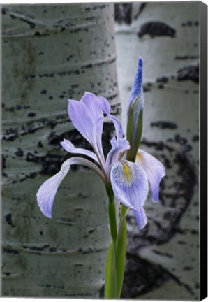 Framed Wild Iris With Bud In Early Spring Print