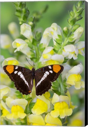 Framed California Sister Butterfly On Yellow And White Snapdragon Flowers Print