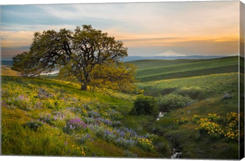 Framed Oak Tree At Columbia Hills State Park Print