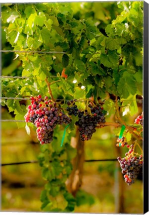 Framed Grenache Block In A Vineyard Print