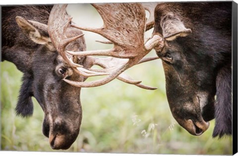 Framed Close-Up Of Two Bull Moose Locking Horns Print