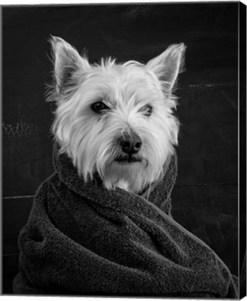 Framed Portrait of a Westy Dog Print