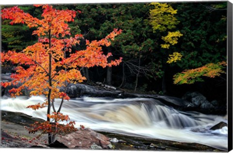 Framed Autumn, Lower Rosseau Falls Print