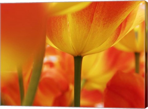 Framed Macro Of Colorful Tulip 4, Netherlands Print