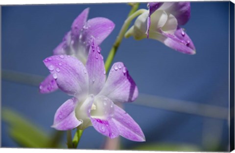 Framed Orchids With Water Droplets, Darwin, Australia Print