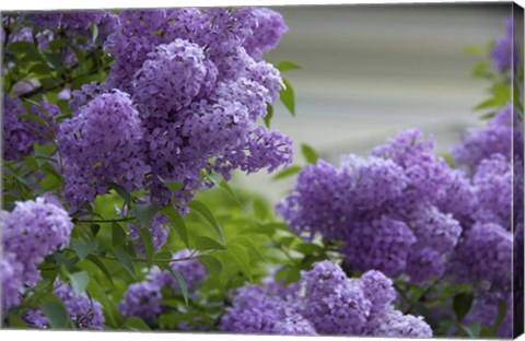 Framed Lilacs In Bloom, Salzburg, Austria Print