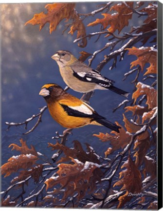 Framed Evening Grosbeaks Print